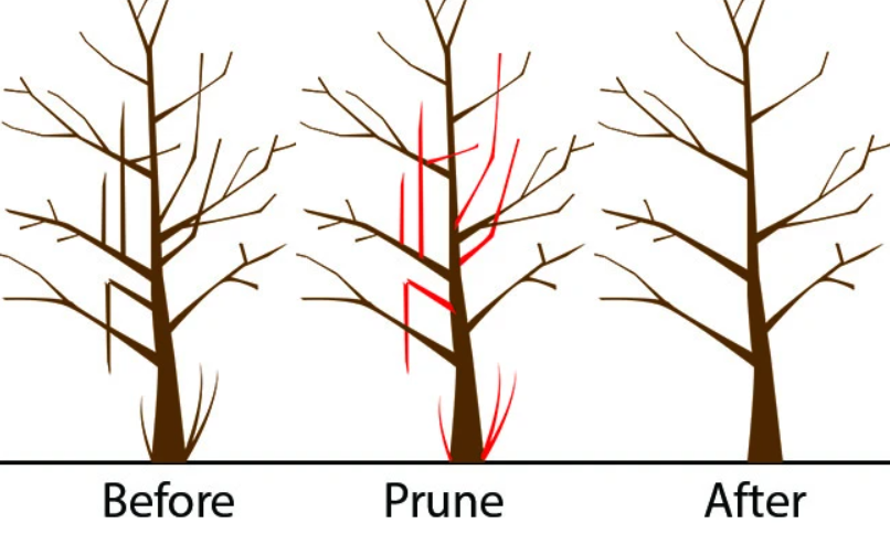 Prune Brothers